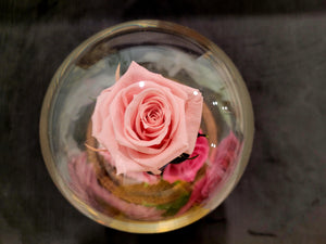 3 Stunning Preserved Roses in Glass Dome