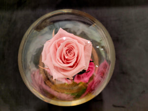 Unique Stunning Preserved Roses in Glass Dome
