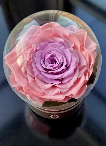 LED Light with Giant Preserved Rose