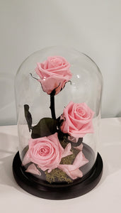 3 Stunning Preserved Roses in Glass Dome