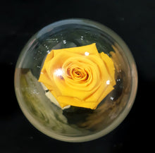 Load image into Gallery viewer, Unique Stunning Preserved Rose with Stem in Bell Jar